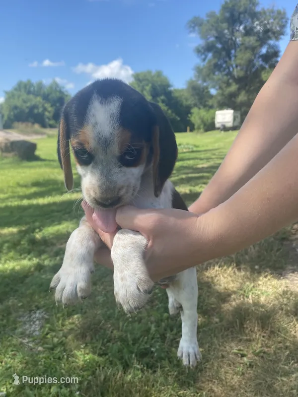 Jessie – Beagle puppy for sale in Hardin, MO