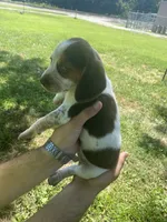 Taylor, a female Beagle for sale in Hardin, MO – 2 of 2