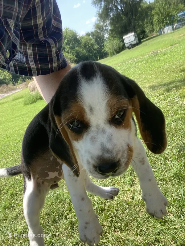 Lacey – Beagle puppy for sale in Hardin, MO