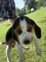 Lacey, a female Beagle for sale in Hardin, MO – 1 of 1