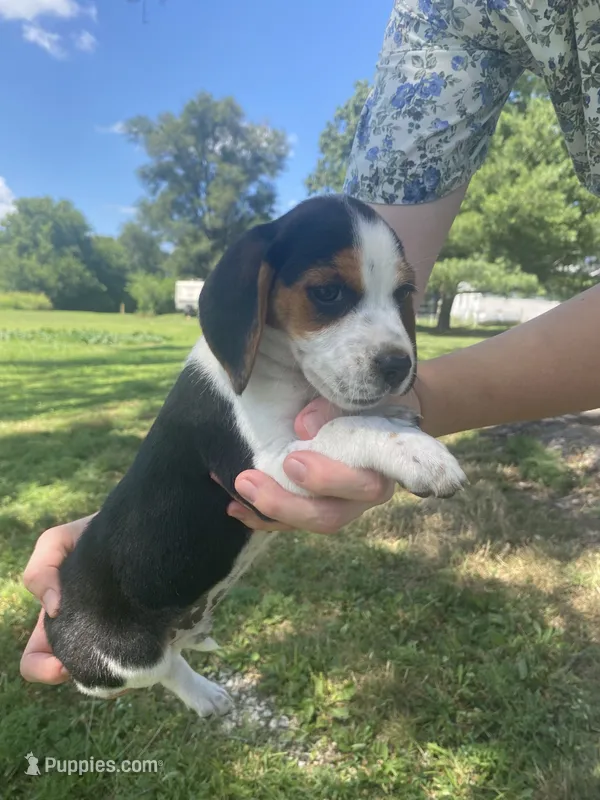 Lexi – Beagle puppy for sale in Hardin, MO
