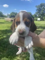 Hog, a male Beagle for sale in Hardin, MO – 1 of 2
