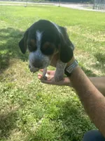 Lacey , a female Beagle for sale in Hardin, MO – 1 of 1