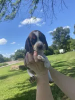 Laney , a female Beagle for sale in Hardin, MO – 2 of 2