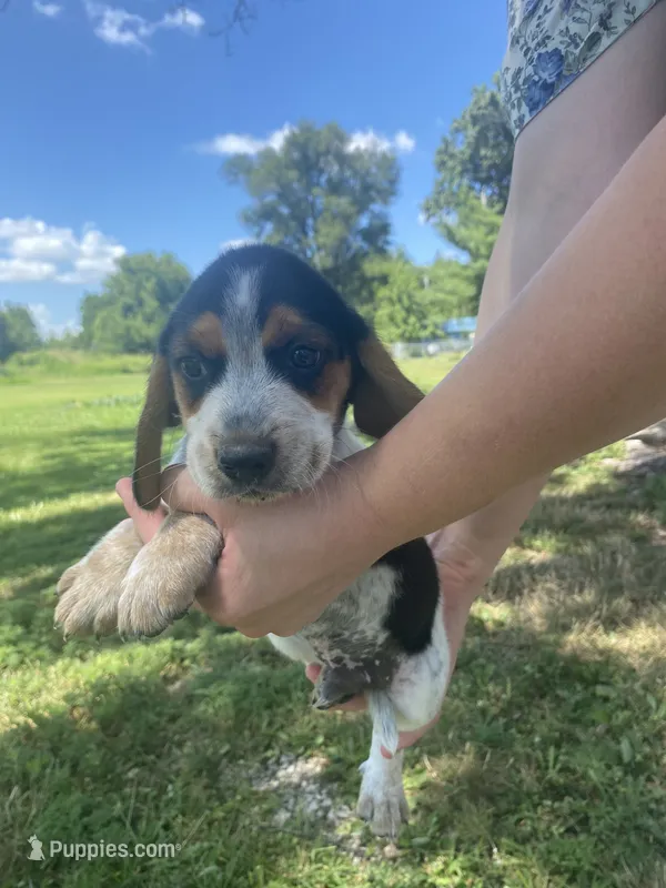 Jackson – Beagle puppy for sale in Hardin, MO