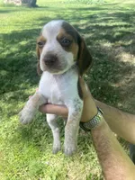 Taylor, a female Beagle for sale in Hardin, MO – 1 of 2