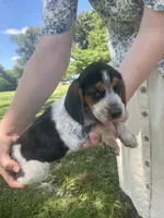 Jackson, a male Beagle for sale in Hardin, MO – 2 of 2