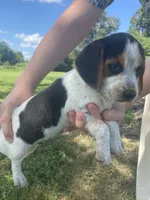 Jessie, a female Beagle for sale in Hardin, MO – 2 of 2