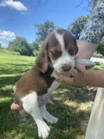 Hog, a male Beagle for sale in Hardin, MO – 2 of 2