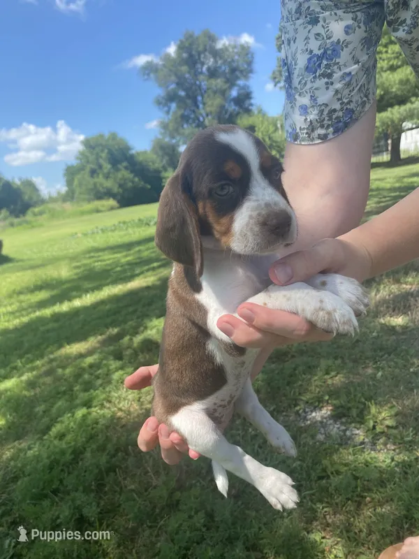 Laney  – Beagle puppy for sale in Hardin, MO