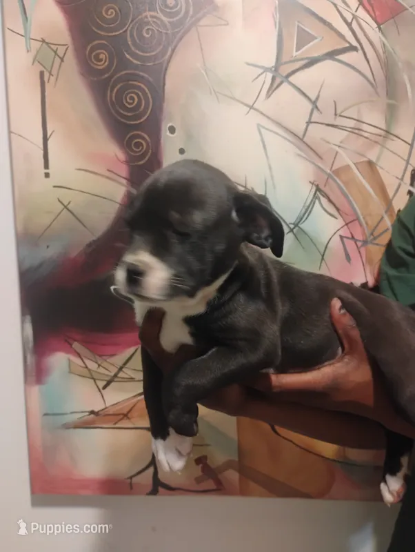 Phoenix  – American Bulldog, American Leopard Hound puppy for sale in Denver, CO
