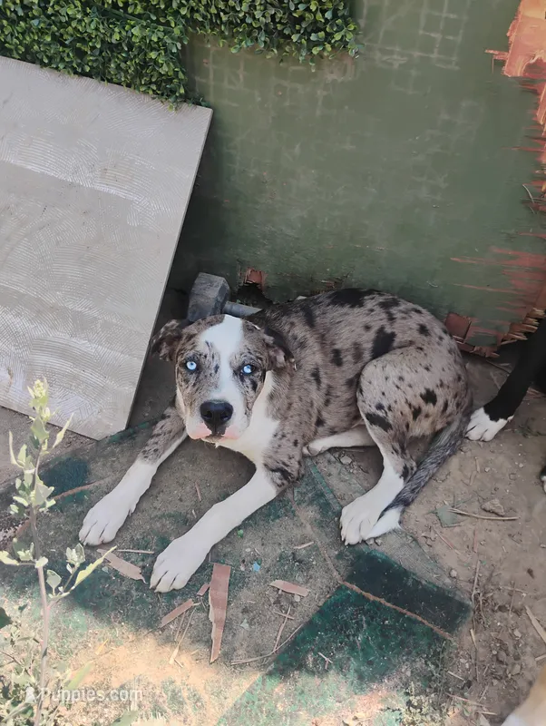 Kuma – American Bulldog, American Leopard Hound puppy for sale in Denver, CO
