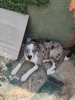 Kuma, a male American Bulldog and American Leopard Hound for sale in Denver, CO – 1 of 3