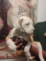 Jada, a female American Bulldog and Catahoula Leopard Dog for sale in Denver, CO – 2 of 3