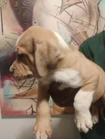 Jake , a male American Bulldog and Catahoula Leopard Dog for sale in Denver, CO – 4 of 4