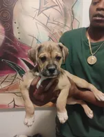 Ava, a female American Bulldog and Catahoula Leopard Dog for sale in Denver, CO – 3 of 3