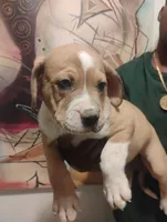 Jake , a male American Bulldog and Catahoula Leopard Dog for sale in Denver, CO – 3 of 4