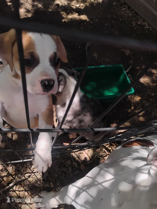 Duke, a male American Bulldog and Catahoula Leopard Dog for sale in Denver, CO – 1 of 4