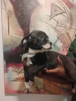 Phoenix , a male American Bulldog and American Leopard Hound for sale in Denver, CO – 2 of 3