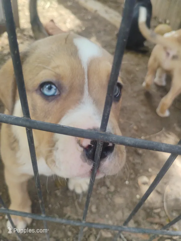 Jake  – American Bulldog, Catahoula Leopard Dog puppy for sale in Denver, CO