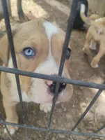 Jake , a male American Bulldog and Catahoula Leopard Dog for sale in Denver, CO – 1 of 4