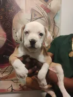 Jada, a female American Bulldog and Catahoula Leopard Dog for sale in Denver, CO – 3 of 3