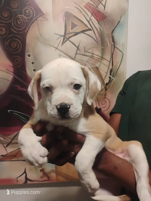 Jada – American Bulldog, Catahoula Leopard Dog puppy for sale in Denver, CO