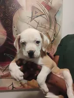 Jada, a female American Bulldog and Catahoula Leopard Dog for sale in Denver, CO – 1 of 3