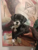 Phoenix , a male American Bulldog and American Leopard Hound for sale in Denver, CO – 3 of 3