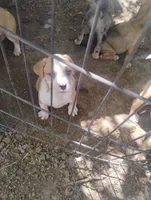 Duke, a male American Bulldog and Catahoula Leopard Dog for sale in Denver, CO – 2 of 4