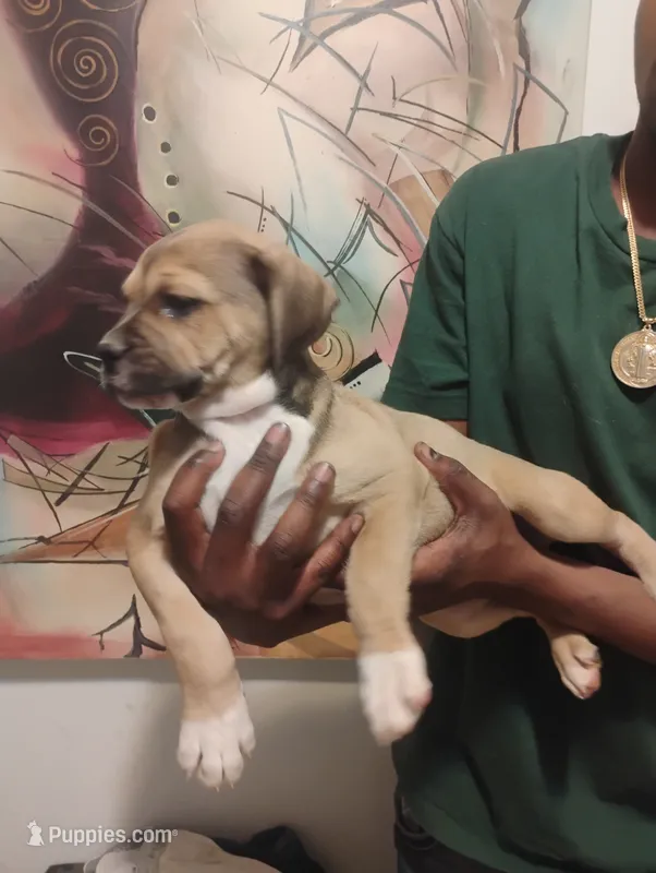Ava – American Bulldog, Catahoula Leopard Dog puppy for sale in Denver, CO