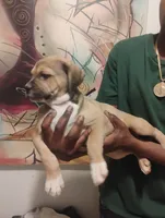 Ava, a female American Bulldog and Catahoula Leopard Dog for sale in Denver, CO – 2 of 3