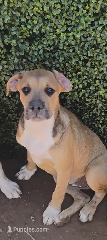 Ava – American Bulldog, Catahoula Leopard Dog puppy for sale in Denver, CO