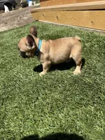 Drey, a male French Bulldog for sale in Delhi, CA – 2 of 4