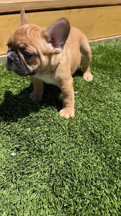 Leah, a female French Bulldog for sale in Delhi, CA – 2 of 2