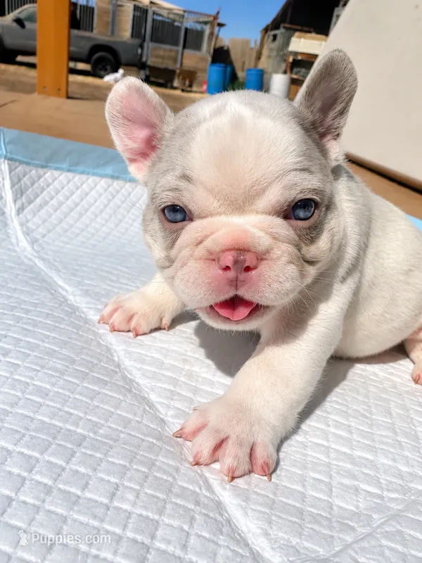 Dutch – French Bulldog puppy for sale in Delhi, CA