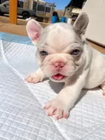 Dutch, a male French Bulldog for sale in Delhi, CA – 1 of 1