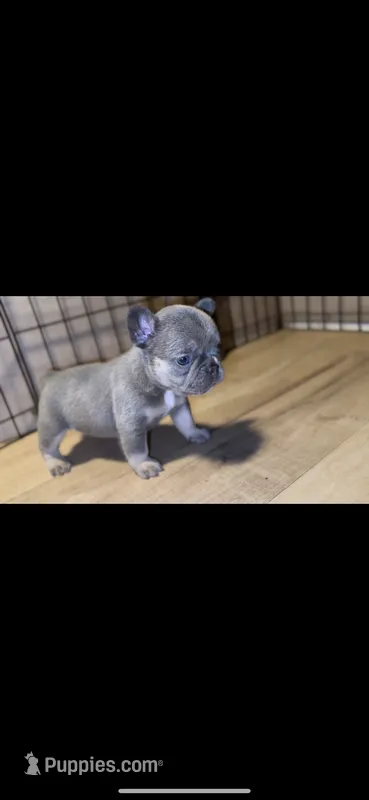 Lilac and Tan female