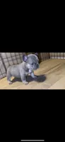 Lilac and Tan female, a female French Bulldog for sale in Delhi, CA – Photo 1 of 4