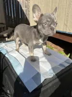 Lilac and Tan female, a female French Bulldog for sale in Delhi, CA – Photo 1 of 4