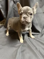 Lilac and Tan female, a female French Bulldog for sale in Delhi, CA – Photo 2 of 4