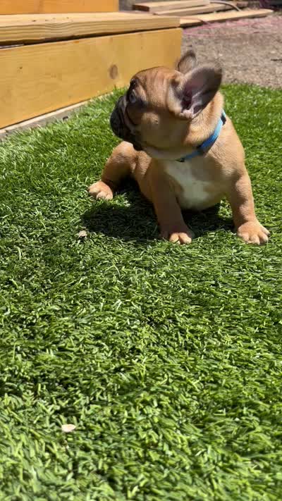 Drey, a male French Bulldog for sale in Delhi, CA – 4 of 4