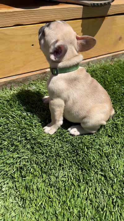 Olivia, a female French Bulldog for sale in Delhi, CA – 2 of 2