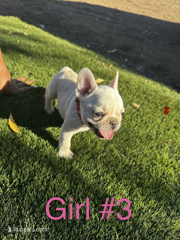 Mia – French Bulldog puppy for sale in Delhi, CA