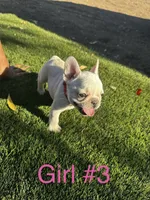 Mia, a female French Bulldog for sale in Delhi, CA – 1 of 2