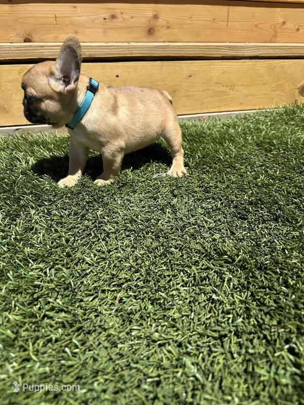 Drey – French Bulldog puppy for sale in Delhi, CA