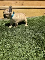 Drey, a male French Bulldog for sale in Delhi, CA – 3 of 4