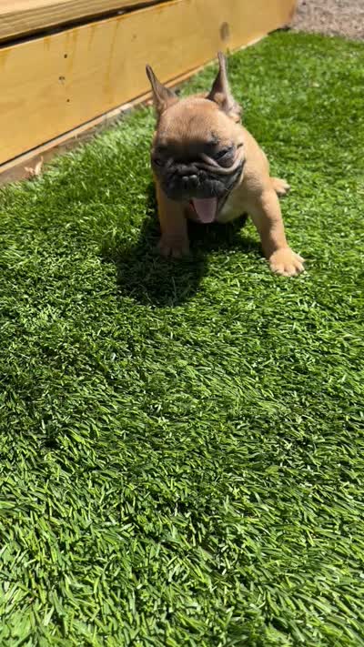 Bear, a male French Bulldog for sale in Delhi, CA – 3 of 3