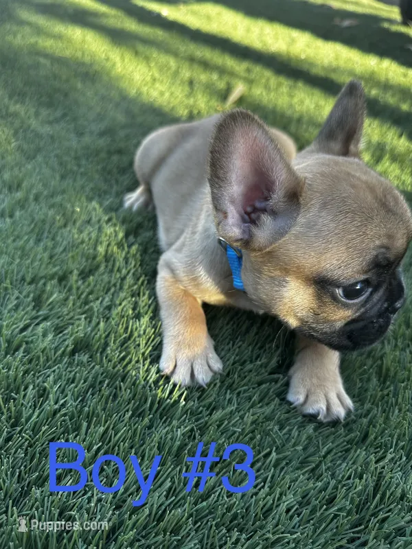Drey – French Bulldog puppy for sale in Delhi, CA