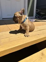 Bear, a male French Bulldog for sale in Delhi, CA – 2 of 3